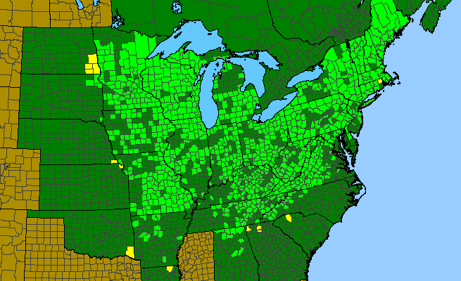 The range of Solidago flexicaulis